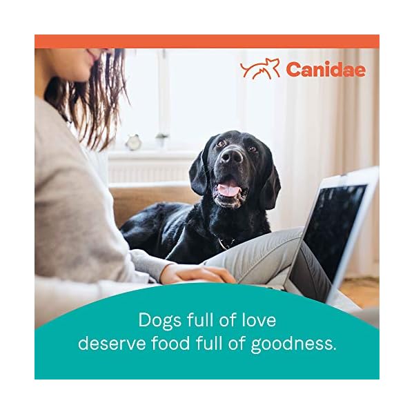 Canidae limited ingredient salmon dog food Clearance