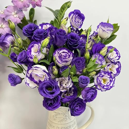 Semillas de Lisianthus, invernaderos de balcones variedades antiguas de jardin resistentes semillas de silvestres para lugares soleados 2000pcs