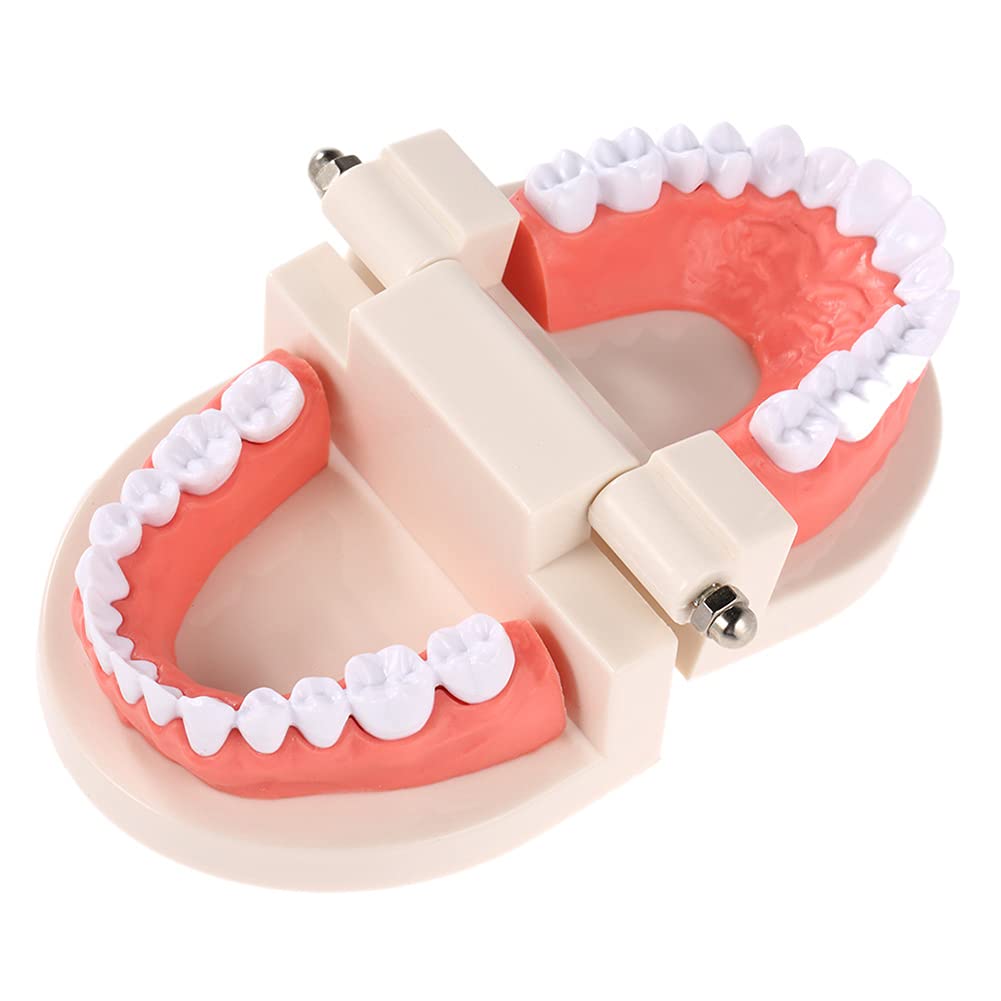 Dents dentaires enfants AMITD : mâchoire de démonstration du brossage