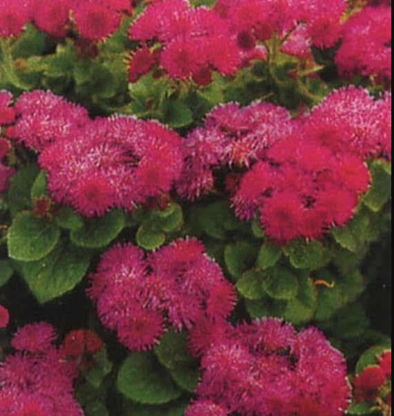 1 Pack of 300 SEEEDS Floss FLOWWER RED Ageratum