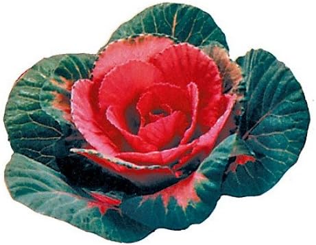 Sunset Flowering Kale 20 Seeds