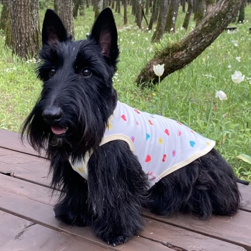 犬服 VERY 2024年発売 BTT91 Web限定タンクトップ カラフルハート 小型犬 胴長 ダックス フレブル パグ 中型犬 大型犬 超大型犬