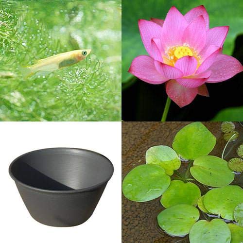 観葉植物 ヒメダカの人気商品 通販 価格比較 価格 Com