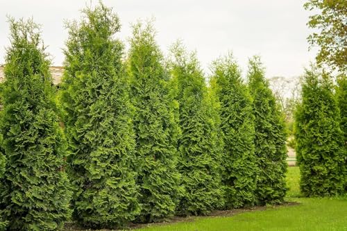 10 Thuja Brabant 80-120cm XXL ohne Topf gemessen | Immergrüne Heckenpflanze schnellwachsend | Sichtschutz Lebensbaum winterhart | sofort pflanzbar