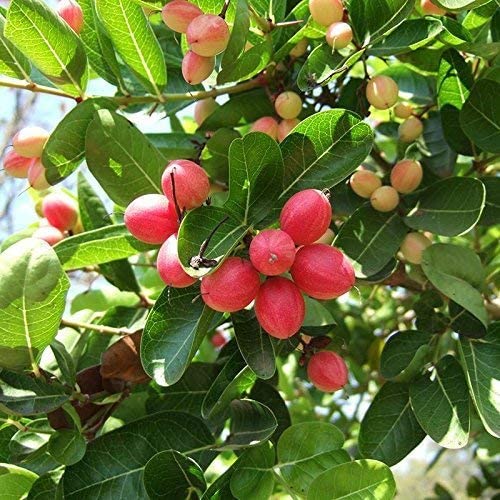 Karonda, koromcha, Carandas, Carissa Carandas Live Grafted Plant (B09R21WYBK) Amazon Price History, Amazon Price Tracker