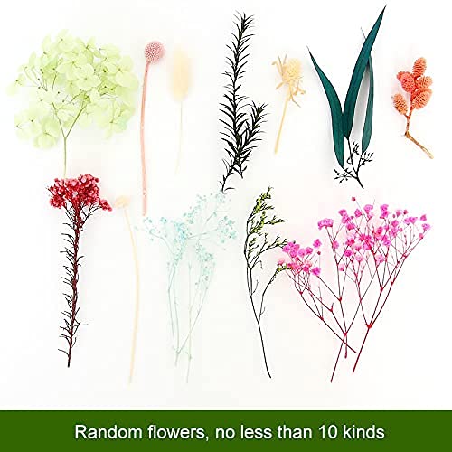 Flores prensadas naturais Material de flores secas misturadas para velas de aromaterapia DIY Cartão