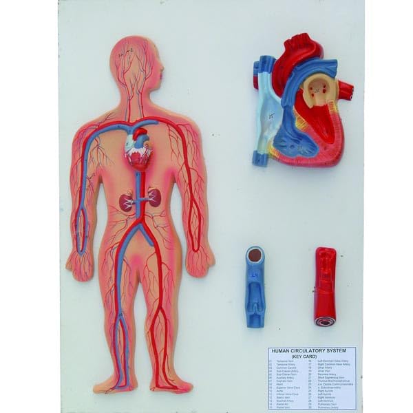 SIINC Circulatory system model