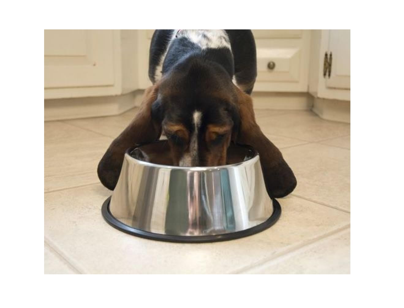 Long Ear Dog Bowl Dish 32oz. Keeps Canine Ears Dry and Clean Stainless Steel Non-Skid (2 Dishes)