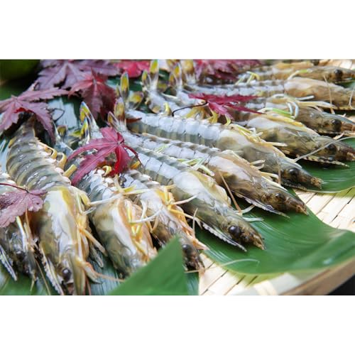 濱野商店(hamanoshouten) お試し 泉州車海老 250g 加熱調理用 訳あり 魚介 海鮮 圧倒的企業努力