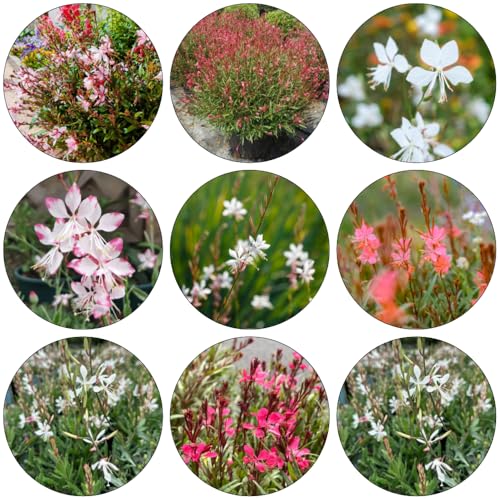 gaura lindheimeri semi di giardino balcone selvatici, autunno tagliati interni esotici giardino selvatici 400pcs