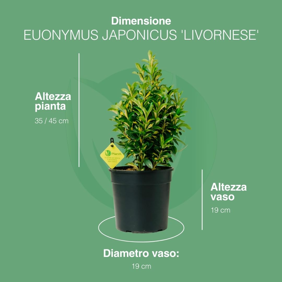 EUONYMUS JAPONICUS Arbusto sempreverde da esterno, vaso da 19 cm. Piante vere da giardino e terrazzo con foglie variegate. 6 mesi di concimazione inclusi. Idea regalo pianta da esterno (Kathy).