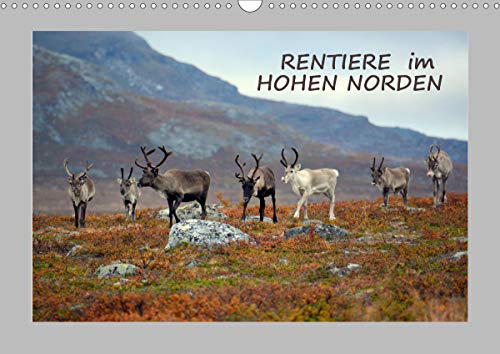 Preisvergleich Produktbild Rentiere im Hohen Norden (Wandkalender 2021 DIN A3 quer)