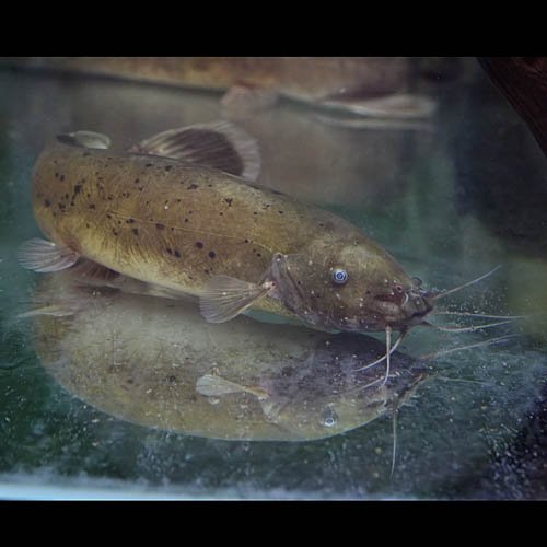 電気ナマズ　904545サマーセール品 電気ナマズ 904545サマーセール品 Yahoo!オークション -「(電動