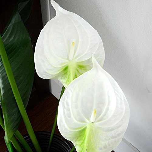 アンスリウムコンプリート アンスリウムコンプリート その他 | ROOTALPLANTS