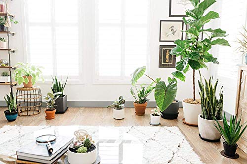 Curtis Wagner Plastics Plant Tray Basket Liner (5-Pack) - Clear, Deep (Diameter = 4 Top, 2.87 Bottom, 2.37 Depth) Thin Plastic For Indoor Or Garden - Clear, Black & Terracotta Floor Savers #TOP7