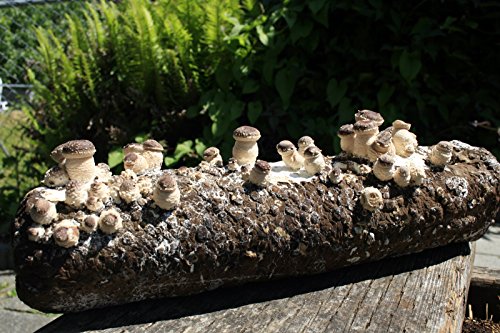 Root Mushroom Farm- Shiitake Mushroom Grow Kit-Start Right Away Once Received #TOP1