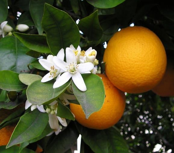 Image of GreenWorld Special Sweet Big Size Thai Seedless Malta /Mosambi (GRAFTED) Live Plant,Thailand Variety Lemon,''Fruit After 1 Year''