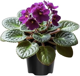 African Violet Live Plant in 4 Inch Pot, Flowering Houseplant, Easy Care Indoor Plant with Vibrant Blooms (Purple African Violet)
