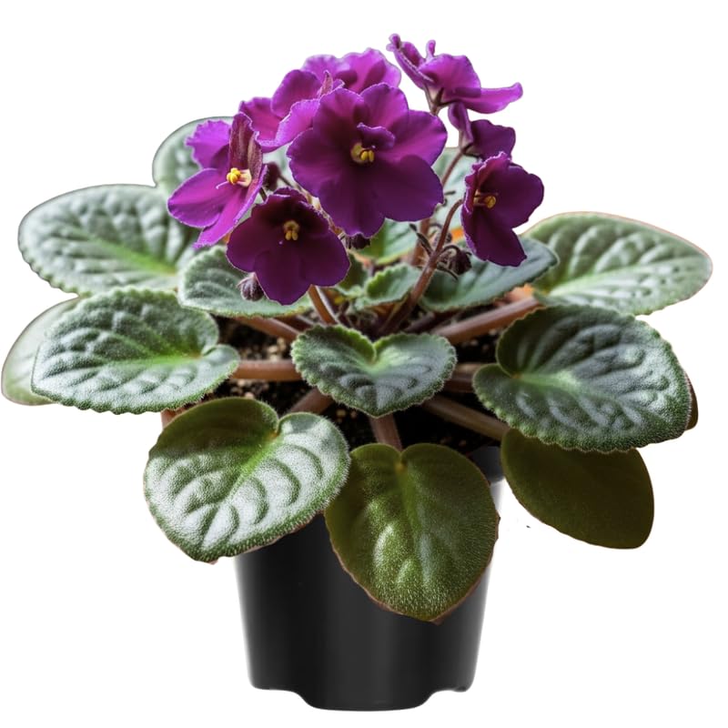 African Violet Live Plant in 4 Inch Pot, Flowering Houseplant, Easy Care Indoor Plant with Vibrant Blooms (Purple African Violet)