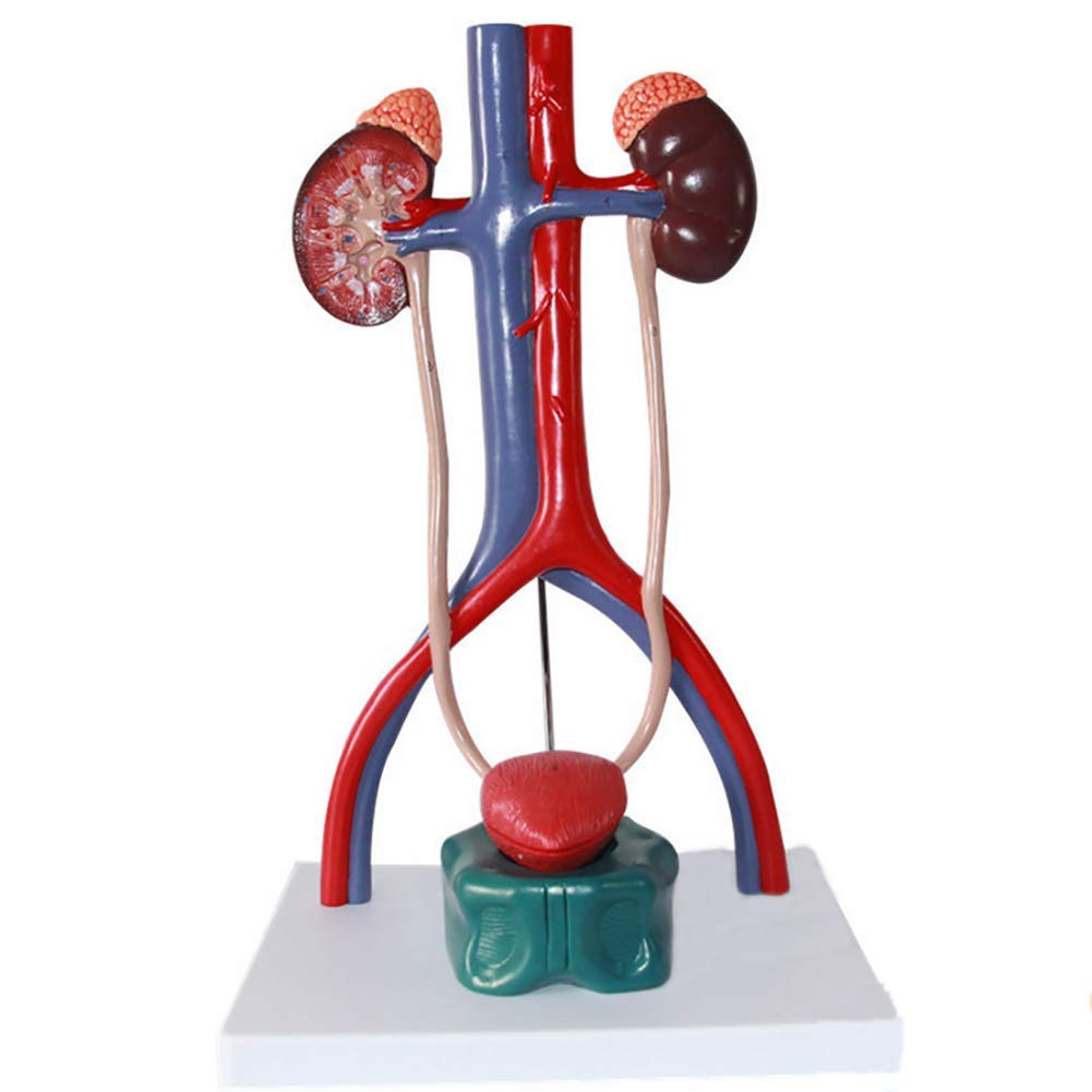 Buy Anatomical Male and Female Genitourinary System Model Human