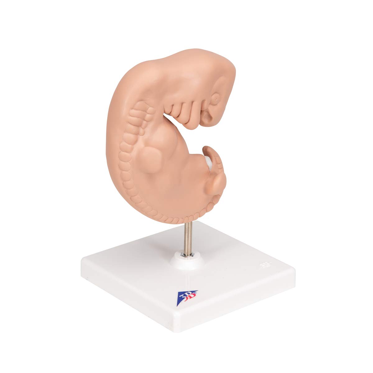 3B Scientific L15 Modelo de anatomía humana Embrión, 25 Veces + App de anatomía gratuita - 3B Smart Anatomy