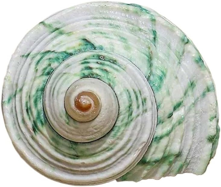 Natural sea Shell, Large Conch Shell, Shells Milk Green Conch 3~5Cm Hermit Crab Replacement Shell Fish Tank Landscaping Decorative Ornaments