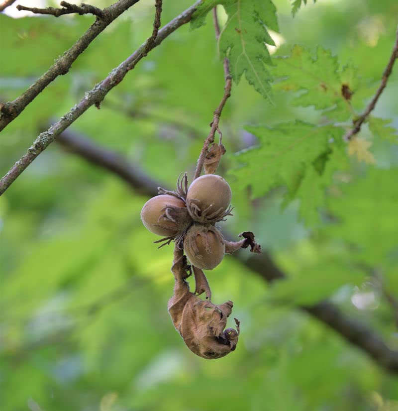 Haselnuß Webbs Preisnuss 80-100cm - Corylus avellana - lebende Gartenpflanze aus den Baumschulen