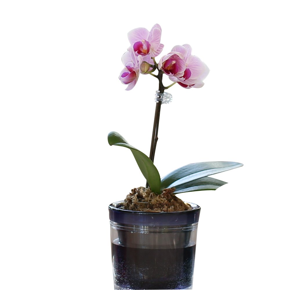 Amazon｜ミニ胡蝶蘭 マイクロ胡蝶蘭2.5号鉢植え アクアポット 1本立て