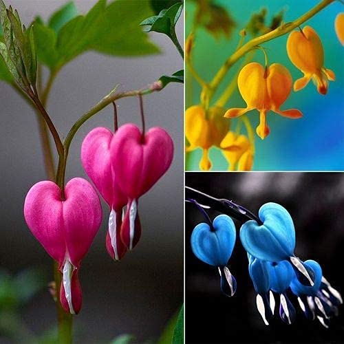 Garden Rare 100pcs Bleeding Heart Dicentra spectabilis Flower Seeds Easy to Grow, Exotic Flower Seeds Hardy Perennial Garden