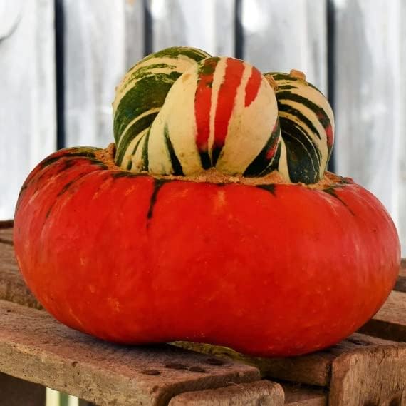 Semillas de calabaza para plantar (10 semillas) - Semillas de calabaza, calabaza y calabaza exóticas y difíciles de encontrar - Semillas de huerto