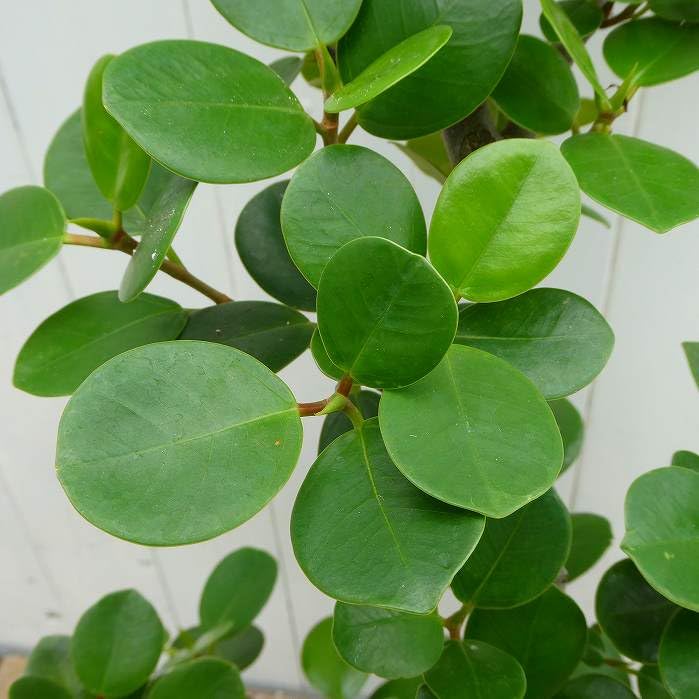 ❻斑入りパンダガジュマル 激レア 観葉植物 クリーム色と緑色の葉 観葉植物 斑入り パンダガジュマル ドワーフ (コパンダ
