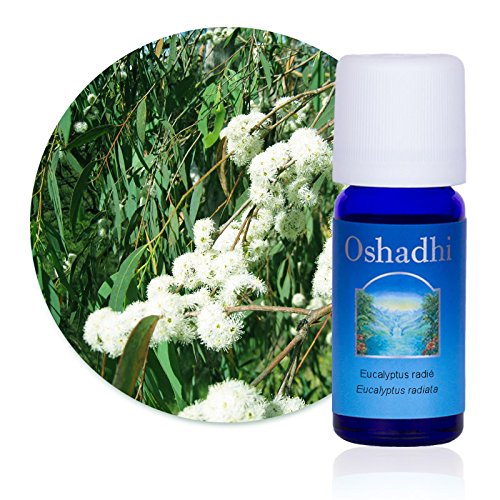 Huile essentielle d'Eucalyptus radié bio pure en flacon de 30 ml pour diffuseur