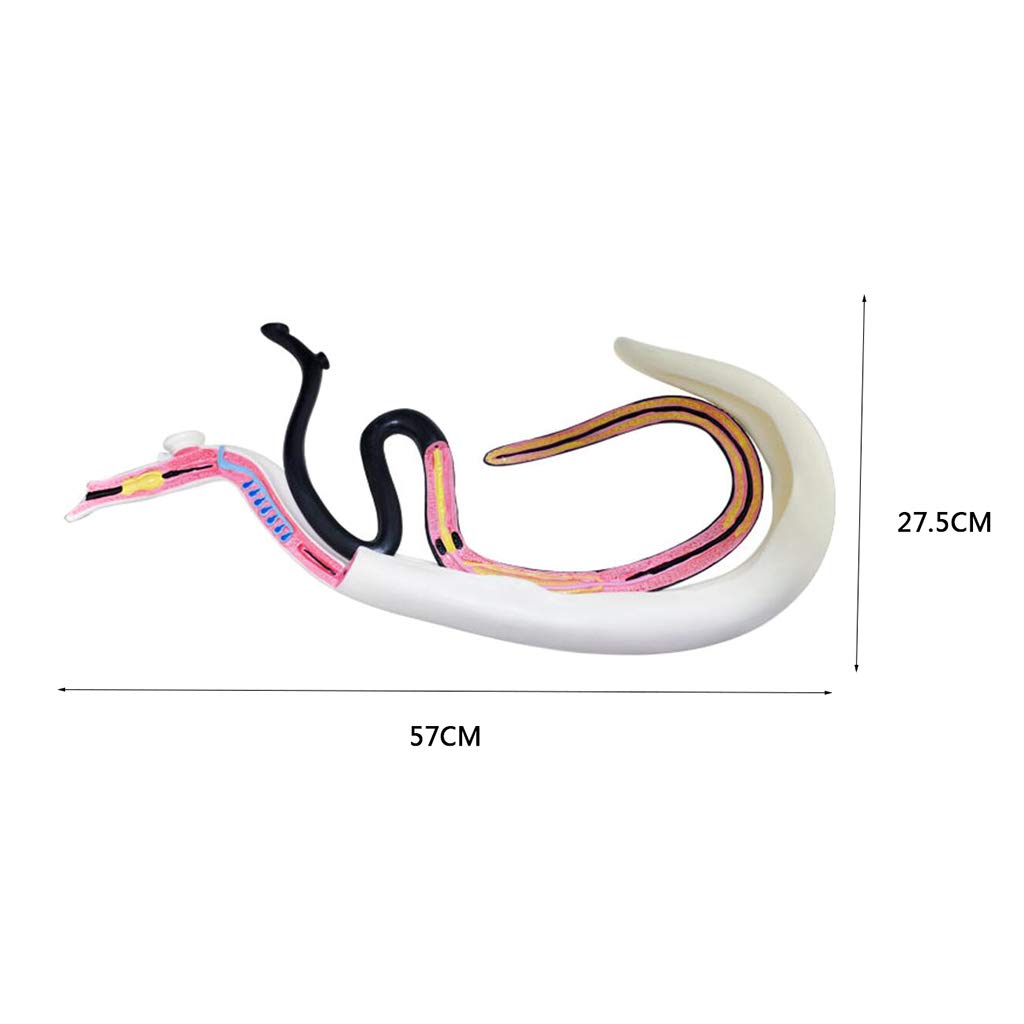 Modello Di Schistosomiasi - Modello Anatomico Di Animali Speciali Modello Di Anatomia Di Schistosomiasi - Modello Di Anatomia Di Risorse Per L'Apprendimento - Modello Di Insegnamento Medico Biologico
