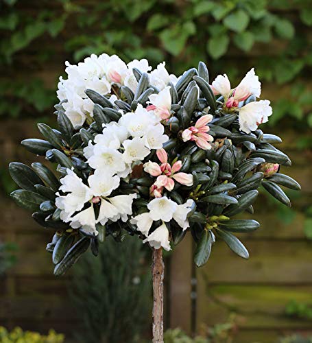 Rhododendron Hochstamm Die 15 besten Produkte im Vergleich