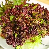 insalata, insalata a foglie sfuse - coltivare rampicanti resistenti in vaso interno semi di balcone semi di resistenti per giardini rocciosi 1200semi