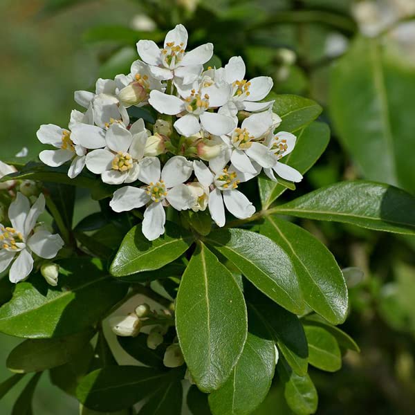 Oranger du Mexique – Choisya ternata 40-50 cm pot | Arbuste persistant, floraison blanche parfumée, parfait haie fleurie & jardin méditerranéen