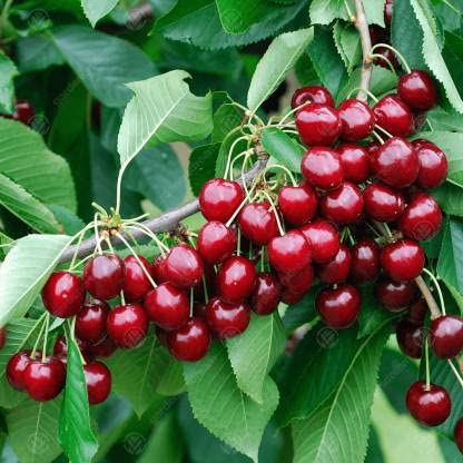 See full amazon price history chart for GLOBALPLANTS SWEET CHERRY GRAFTED LIVE PLANTS GLOBALPLANTS SWEET CHERRY GRAFTED LIVE PLANTS (B0B223BKT8) Amazon Price History, Amazon Price Tracker