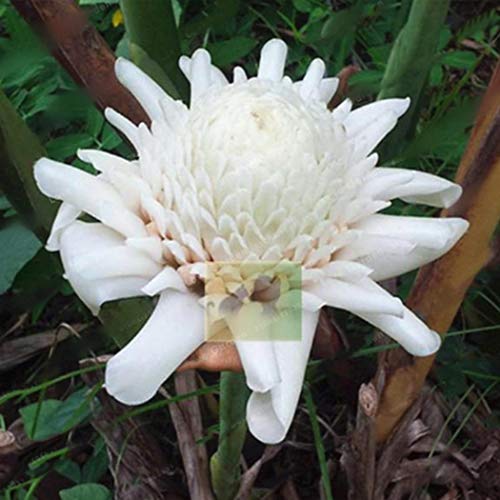 Cioler Seme di fiore- 30pcs zenzero Semi di