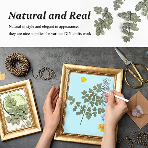 Hojas naturales secas prensadas para resina 42 piezas miniatura 3