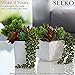 Seeko Artificial Succulents - 3 Pack - Hanging String of Pearls Plant