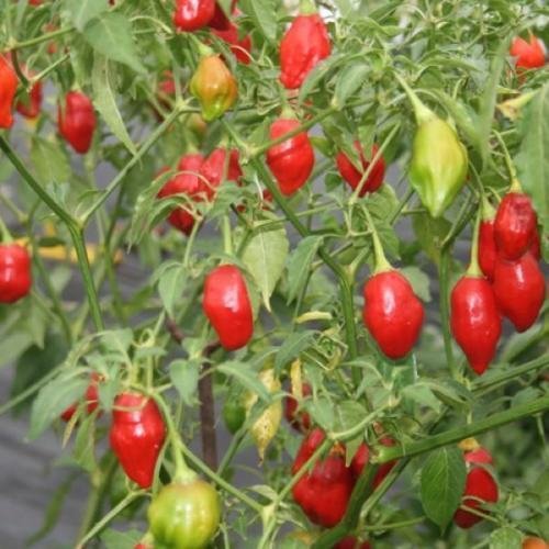 25 selezionati a mano, Aji Rainforest Pepper semi da agricoltura biologica Peppers