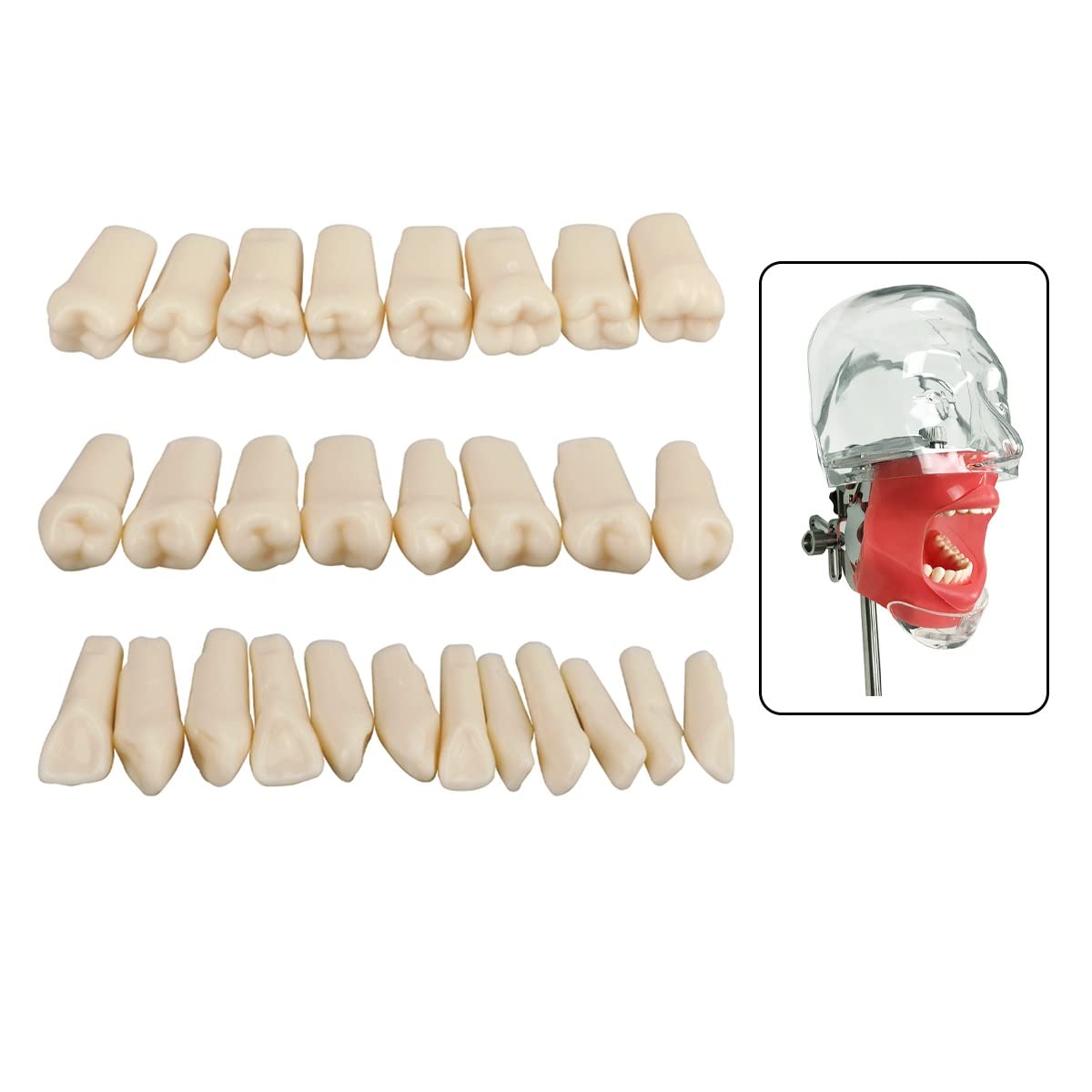 Simulador dental Maniquí Phantom Head Typodont Modelos con dientes extraíbles 28 piezas