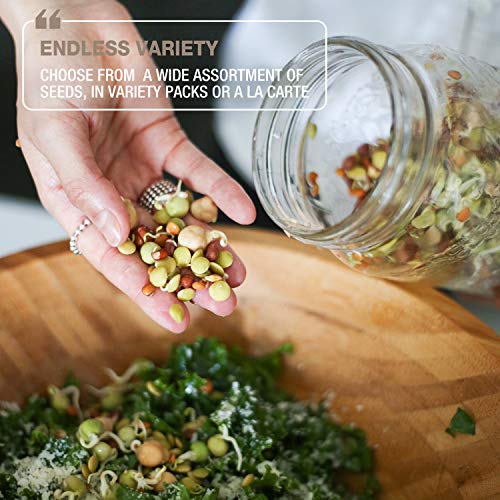 Mumm's Sprouting Seeds - Spring Salad Mix - 250 GR - Organic Sprout Seed Kit - Broccoli, Radish, Alfalfa and Red Clover
