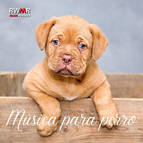 Música para perro - Melodías calmantes para cachorros, relajacion profunda, música de piano, canciones antiestrés, terapia del sueño Música para perro - Melodías calmantes para cachorros, relajacion profunda, música de piano, canciones antiestrés, terapia del sueño