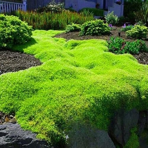 Irish Moss Hath Pearlwort Lawn 1200 Seeds + Plant tag + Freebie - Sagina subulata