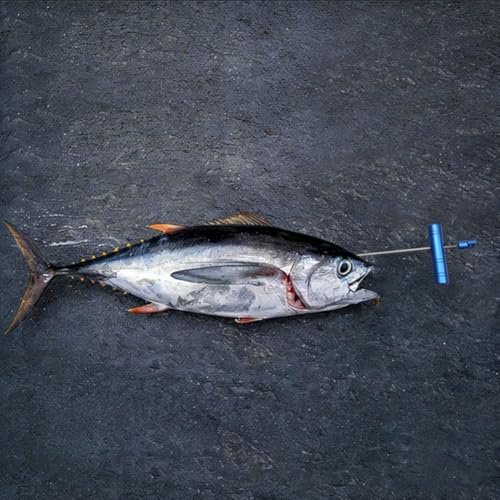 Kit Ikejime de pesca para evitar el rigor mortis en peces grandes de agua salada azul 6