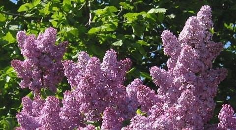 Purple Lilac 25 Seeds - Syringa vulgaris - Shrub/Tree by Hirt's Gardens