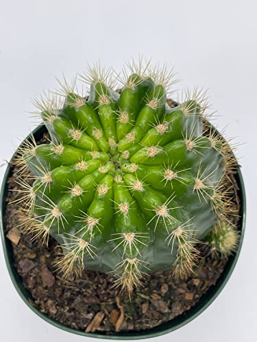 Lemon Barrel Cactus, 4 Inch, Echinopsis Calochlora #TOP7