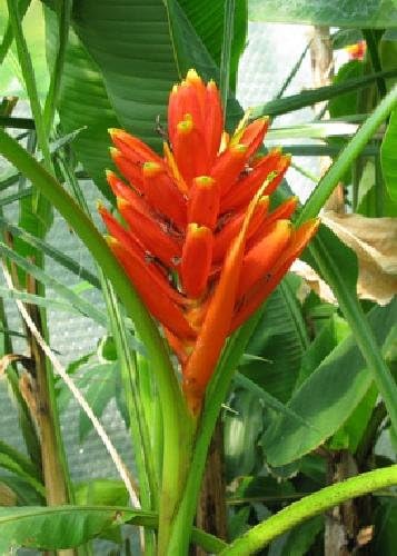 TROPICA - Red Dwarf Banana (Scarlet Banana) (Musa coccinea syn. Musa uranoscopus) - 10 Seeds - Useful Plants