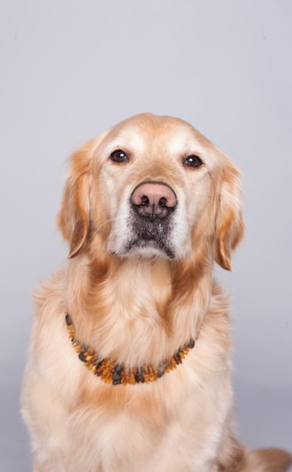Bernsteinkette Hund | Bernsteinhalsband für Hunde und Katzen | Hundehalsband I Natürliches Halsband Hund aus echt Bernstein
